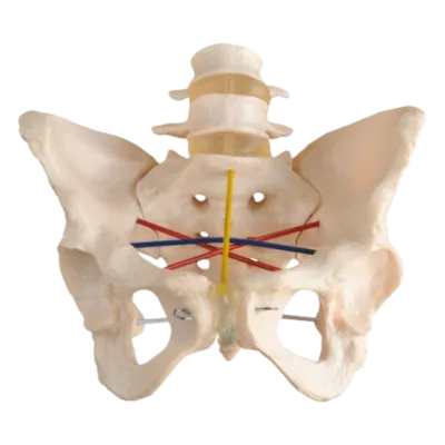 Pelvimetry Demonstration Model Medical Science Training Anatomical Model PVC Material Manikin