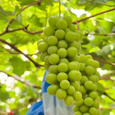 Fresh Luxury Grapes Strong Aroma Crispy Juicy Seedless Grape Sunshine Rose Grape Wholesale Supply