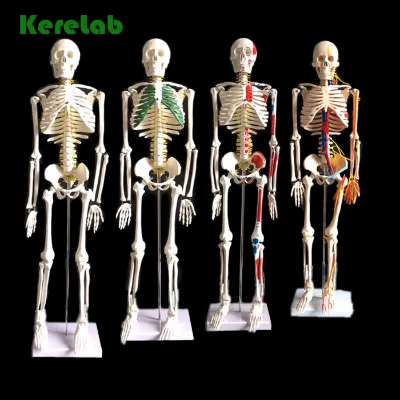 3d PVC Anatomical Human Spine Model for Education
