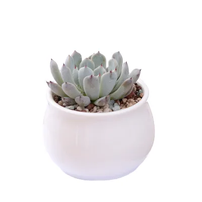 Classic Simple Ceramic Succulent Pot for Home Gardening Elegant Planters Design