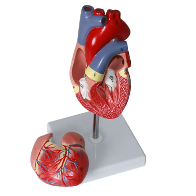 High-Detail Life-Size Human Anatomical Heart Model Medical Science Device with Detachable Sections Marked Heart Model