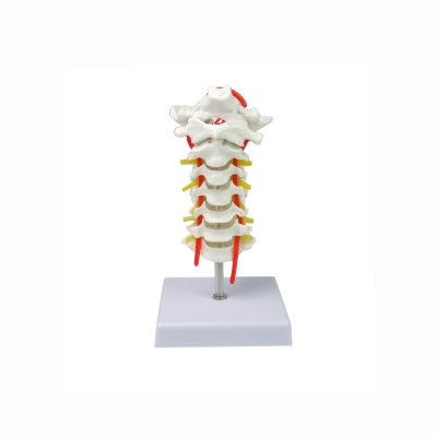 Cervical Vertebra Carotid Artery Occipital Intervertebral Disc Nerve Skeleton Model PVC Plastic Material Cervical Spinal Column