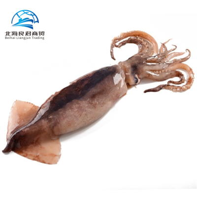 Customizable Packing Seafood Frozen Squid Fish Delicious Fresh Squid Loligo Squid