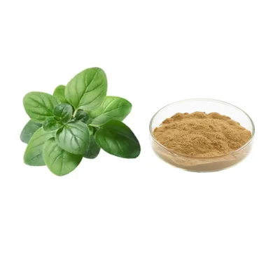 Ocimum Sanctum P.E Ocimum Sanctum Extract  Tulsi Extract 10:1