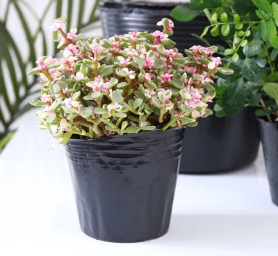 Vegetable Seeds for Planting Seed Starting Pots Nursery Tree Pots