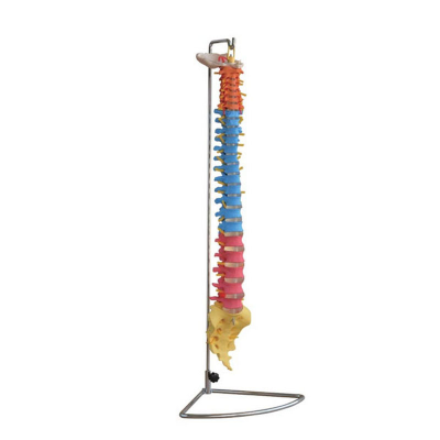 High Quality Life Size Didactic Vertebral Column Spine Model