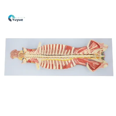 Anatomical Model of Spinal Cord & Spinal Nerves in Vertebral 47 Labeled Structures Medical Science Product