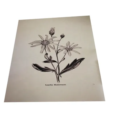Premium Art Printing on Paper Museum Quality Photo Poster