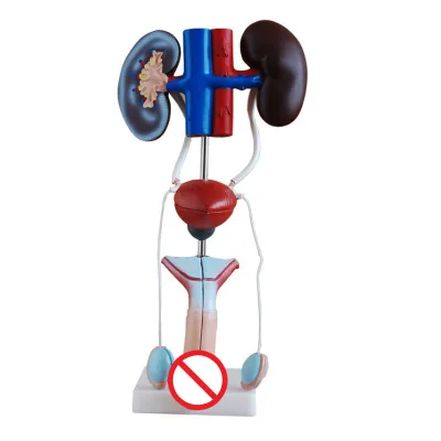 Medical Anatomical Model Male Urogenital System Medical Teaching Science Education Model