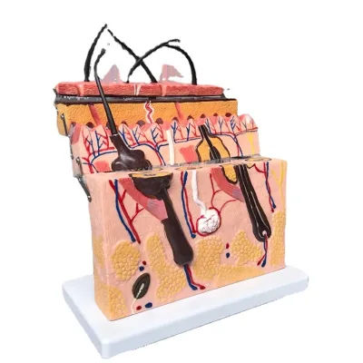 Human Anatomical Skin Cross Section Model, Skin Section Model for Medical Teaching