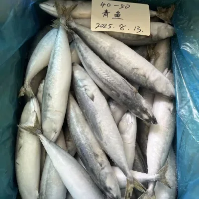 Premium Quality Frozen Mackerel in Stock China Good Supplier
