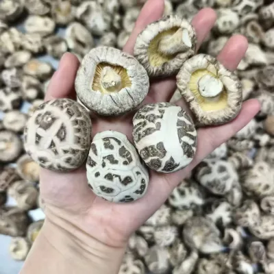 White Flower Shiitake