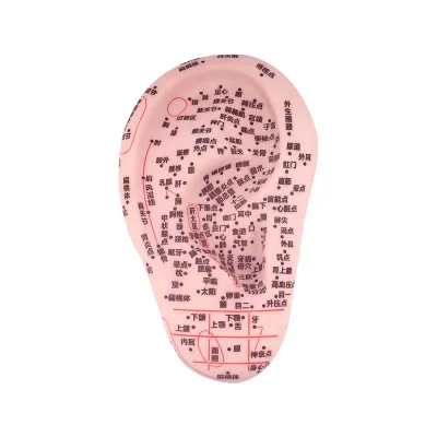 Acupuncture Human Ear Model Real Ear Mold Teaching Practice with Ear Mold