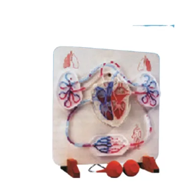 Medical Science Manual Hydraulic Blood Circulation Simulator for Teaching and Training Purpose