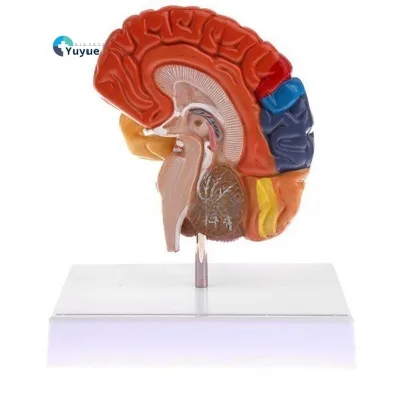 Color-Coded PVC Half Brain Model for Neurology Training & Effective Doctor-Patient Communication