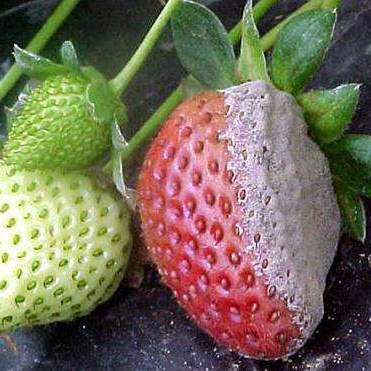 Trichoderma Harzianum Soil Conditional Treat with Botrytis