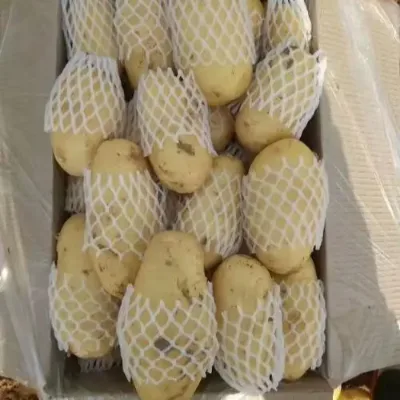 Wholesale High-quality Fresh Potatoes (Natural Yellow) Newest Crop for Global Distribution and Resale with Refrigerated Storage