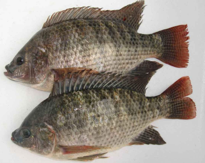 Tilapia Poisson 800g+