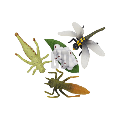Dragonfly Growth Cycle A Journey of Grace and Transformation!