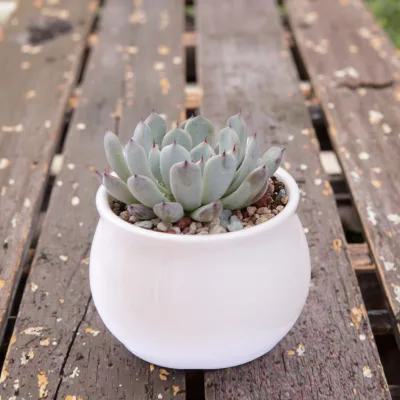Elegant Modern Design Ceramic Flower Pot for Succulent Home Gardening Coated Drainage Holes for Home Desktop Planting
