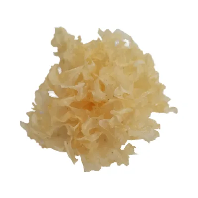 Tongjiang High Quality Tremella Fuciformis China's Traditional Dessert Dried Whole Mushrooms Cultivated Source Raw Dried Bag
