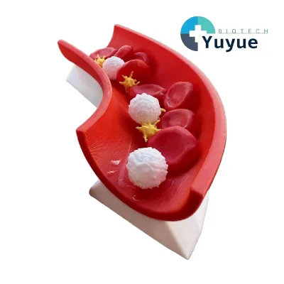3D Printed Blood Vessel Wall Structure Model Blood Cell Circulation Demonstration Model for Biology Science Classroom
