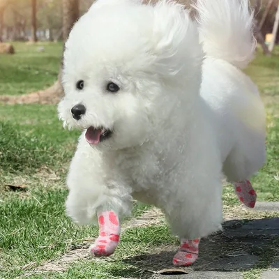 Vet Wrap Cohesive Bandages Bulk Self Adhesive Bandage Wrap Self Adherent Wrap Non-Woven Tape for Dog Legs Paws Wounds
