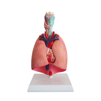 Lung Model Two Font Half Lungs ,Thoracic Organs,Respiratory System Model