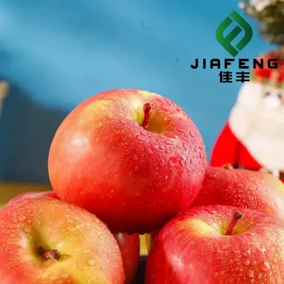 Fresh Huaniu Qinguan Red Star/Delicious Apple Fruit Nepal 100-125