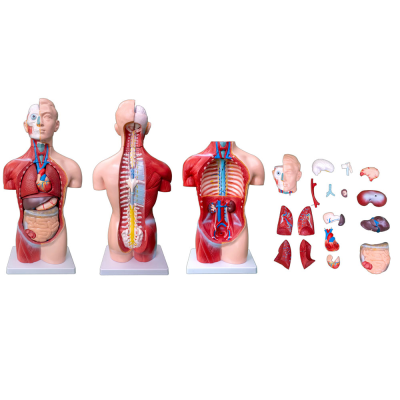 Nursing Training Multifunctional Patient Care Manikin Male for Medical Education