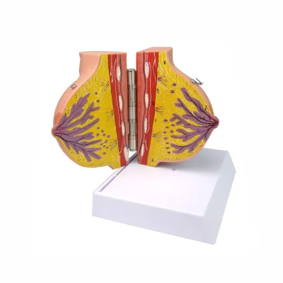 Human Breast Anatomical Model for Visual Diagnosis Resting Female Breast in Lactation for Medical Science & Schools