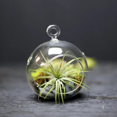Terrarium Decorations DIY Mini Plant Indoor Hanging Vase air Terrariums Kits Accessories Glass Terrariums for Plants Hanging