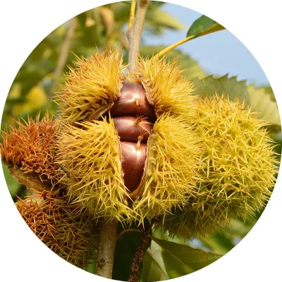 Chinese Chestnut Exporter in China