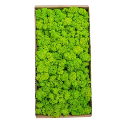 High Quality Moss Wall Panel Preserved Pole Moss Art Real Natural Preserved Moss for Wall Decoration
