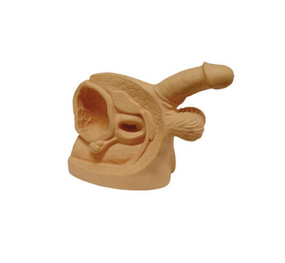 Male Urogenital System Human Anatomy Model