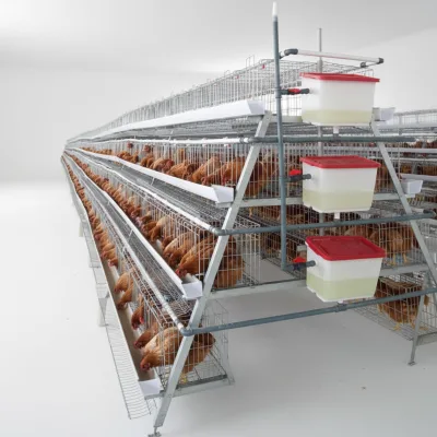 New Poultry H Type 4 Tier Chicken Cage with Automatic Temperature Control and Low Noise Level for Pakistan Farm