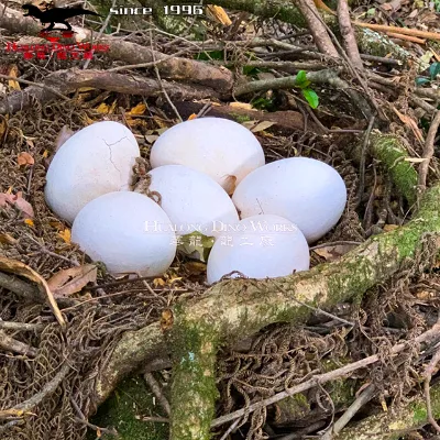 High Quality Dinosaur Fossils Life Size Fossil Dinosaur Eggs for Sale