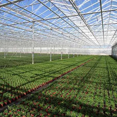 Plastic Film Greenhouse with Hydroponic Growing System