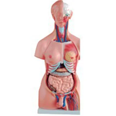 BIX-A1041 85 Cm/23parts Medical Both Sexes Human Torso Model