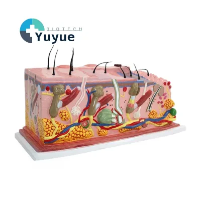 Magnified Human Skin Structure Model Anatomical Layer Display Model Biological Teaching Specimen for Classroom Education