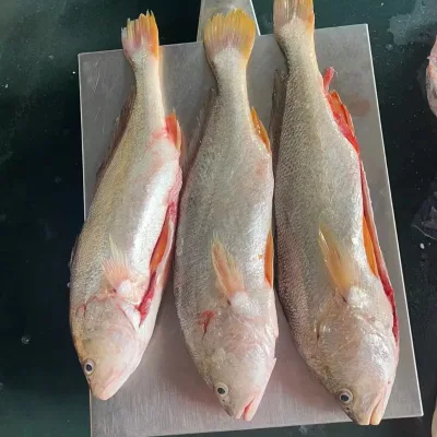 New Products Fresh Fish Good Quality White Croaker Nibea Coibor Gutted 1.5-3kg for Sale