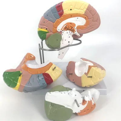 Life Size Detachable Colored Human Brain Partition Teaching Anatomical Model