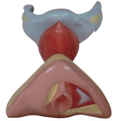 Female Internal and External Genital Organs Medical Model