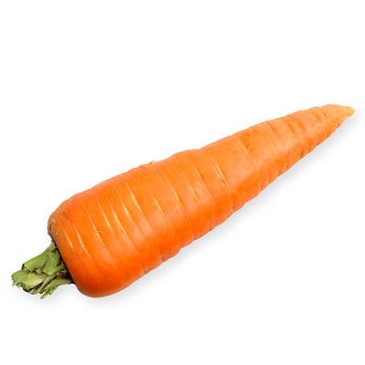 Chinese Fresh Factory XIAMEN Carrot Coming Soon