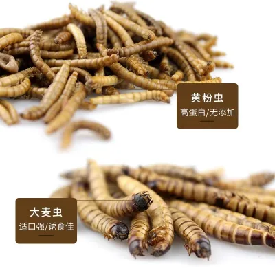 Freeze Dried Superworms