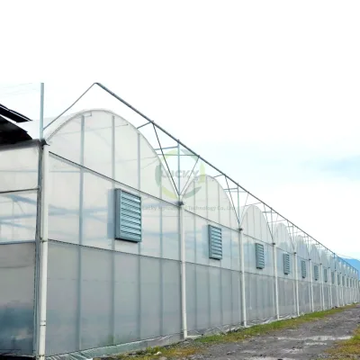 Large Multi-Span PE Hot Galvanized Steel Agricultural Greenhouse with Side Top Ventilation Easy Installed Blueberry Shade Cloth