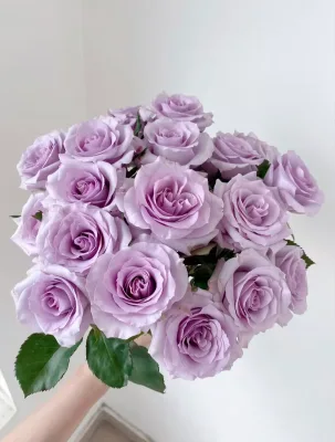 Yunnan China Fresh Cut Rose Directly From Farm Fresh Rose Bare Root Roses Flower Growers Directly Supply