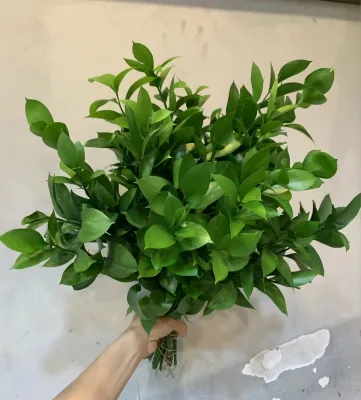 Wholesale Focus Fresh Italian Ruscus Foliage Cut Greenery Stems A-Class Quality 45-50cm Valentine Wedding Home Floral