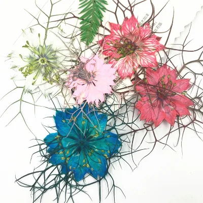 Colorful Nigella Damascena Pressed Flower Plant Specimens for DIY Crafts Resin Jewelry Halloween Decor