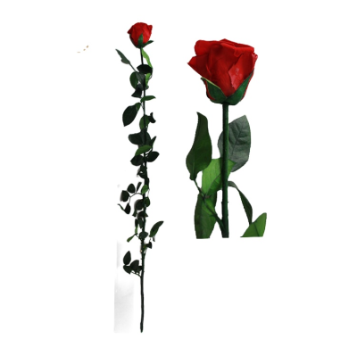 Europe Hot Selling Wholesale Flower Real Long Stem Preserved Roses for Wedding Home Decor